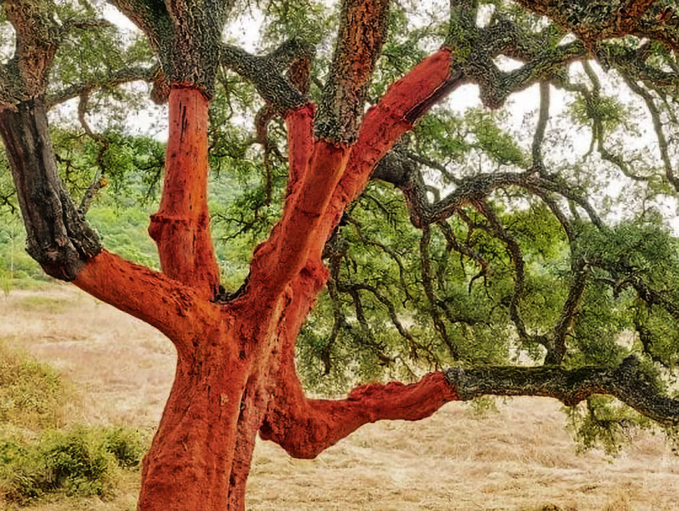 Olivo Barbieri, Dolmen e menhir in Sardegna