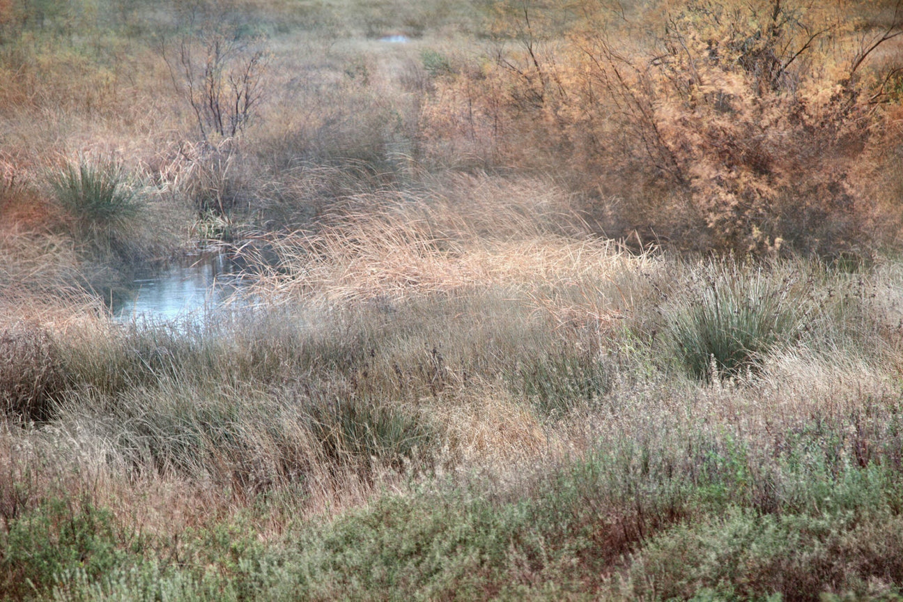 Ileana Florescu, Il Sospiro della Natura, The Perceptive Machine