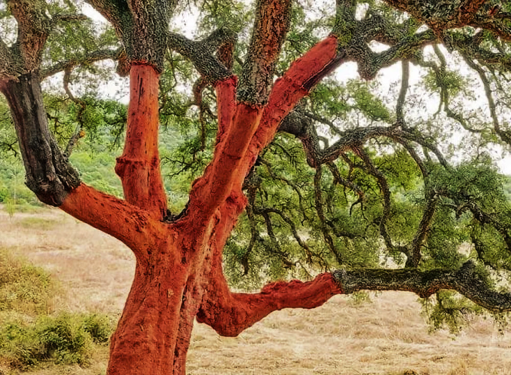 Olivo Barbieri, Dolmen e menhir in Sardegna