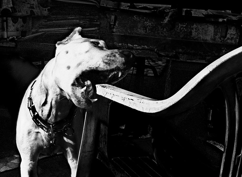 Anders Petersen Rome Punctum Press Kittesencula