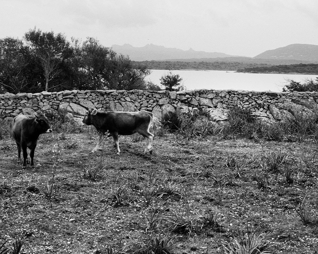 Marco Delogu, Culuccia